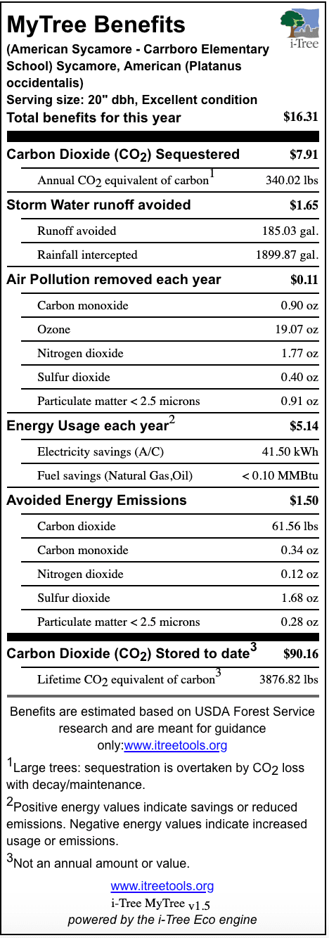 American Sycamore Carrboro Elementary School