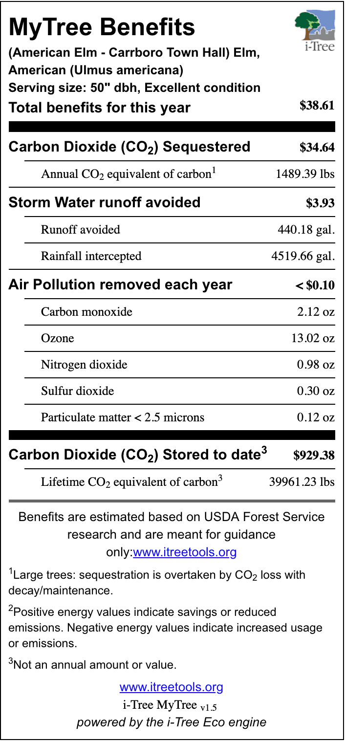 Town Hall American Elm