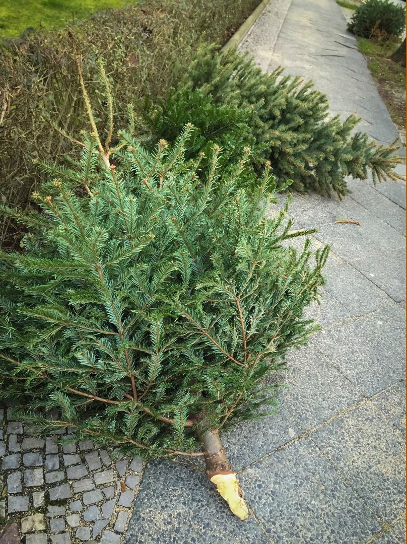 Christmas Tree on sidewalk